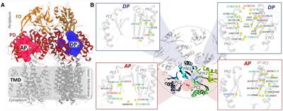 Molecular Determinants of the Promiscuity of MexB and MexY Multidrug Transporters of Pseudomonas aeruginosa